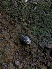 Polycarmes punctatissimus