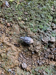 Polycarmes punctatissimus