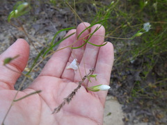 Stylisma pickeringii