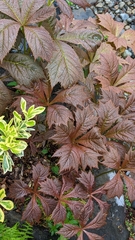Rodgersia