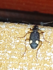 Chlaenius bioculatus