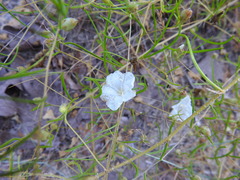 Stylisma pickeringii