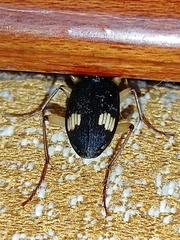 Chlaenius bioculatus