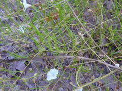 Stylisma pickeringii