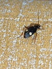 Chlaenius bioculatus