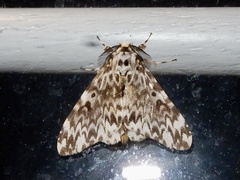 Lymantria fuliginosa