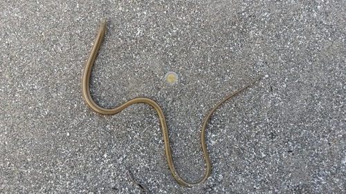 Lagartija sin patas de Veracruz (Lagartijas, camaleones, iguanas y ...