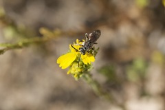 Brachynomada annectens