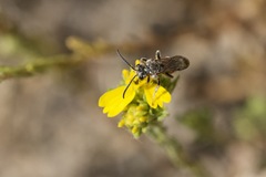 Brachynomada annectens