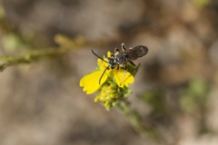 Brachynomada annectens