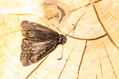 Erynnis icelus