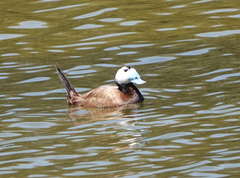 Oxyura leucocephala