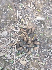 Hydrochoerus hydrochaeris