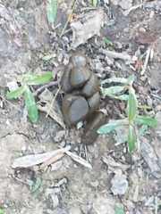 Hydrochoerus hydrochaeris