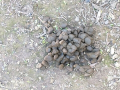 Hydrochoerus hydrochaeris