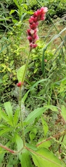 Persicaria orientalis
