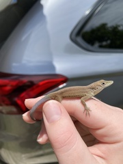 Anolis grahami