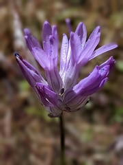Dichelostemma congestum