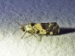 Tarache tenuicula