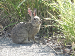 Lepus sinensis formosus