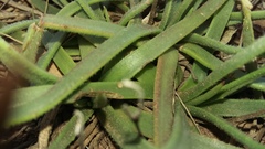 Plantago carnosa