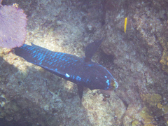 Scarus coelestinus