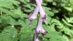 Corydalis scouleri
