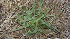 Plantago carnosa
