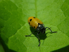 Lachnaia sexpunctata