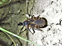 Triatoma lecticularia