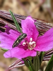 Acmaeodera retifera