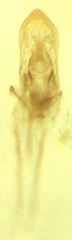 Peristoreus flavitarsis