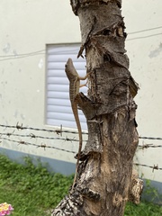 Anolis lineatopus