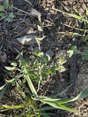 Calystegia malacophylla malacophylla