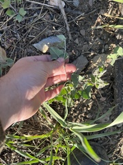 Calystegia malacophylla malacophylla