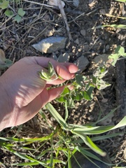 Calystegia malacophylla malacophylla