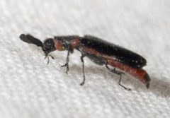 Monophylla terminata