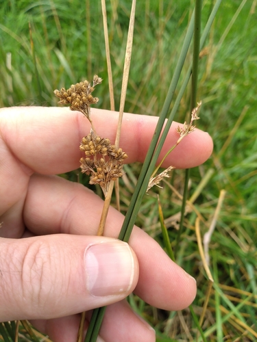 Image of Juncus australis by (c) Leon Perrie, some rights reserved (CC BY)