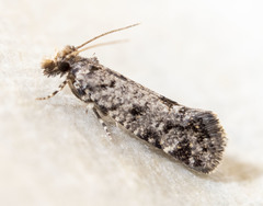 Amydria margoriella