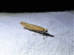 Ypsolopha ochrella