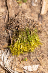 Hygroamblystegium