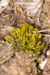 Hygroamblystegium