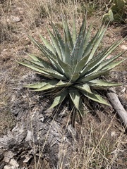Agave chrysantha