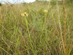 Agapanthus inapertus