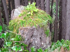 Phlegmariurus billardierei