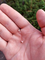 Margyricarpus