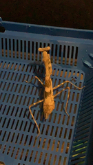 Parasphendale affinis