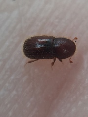 Coccotrypes dactyliperda