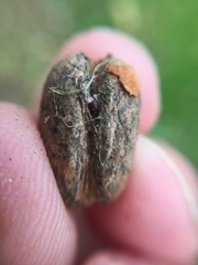 Coccotrypes dactyliperda