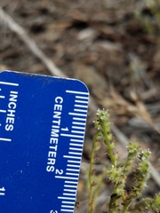 Cryptantha microstachys
